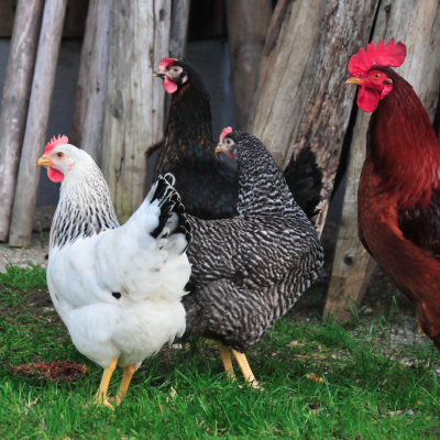 Hühner | Lohei - Chalets im Chiemgau