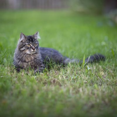Schafe | Lohei - Chalets im Chiemgau